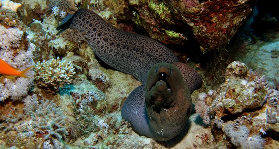 Morey Diving sharm el Sheikh